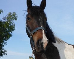 horse Skagerak (Kleines deutsches Reitpferd, 2013, from Schattenfell)