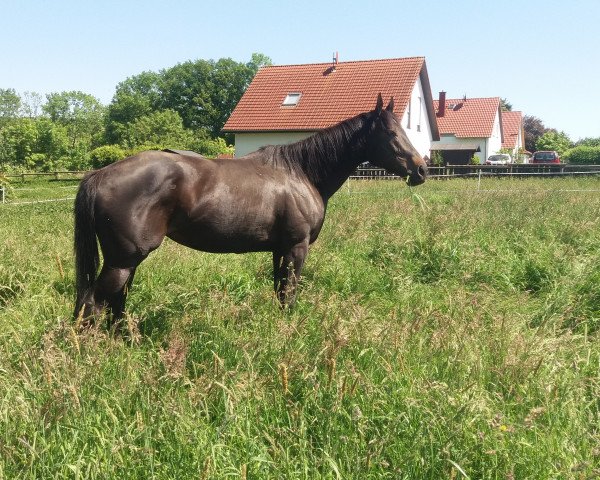 broodmare Ella (Thoroughbred, 2012, from Contat xx)
