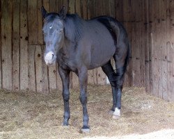 broodmare Rosanna (Hanoverian, 2003, from Roadster)