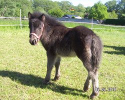 Pferd Scarlett von der Malchower Aue (Shetland Pony, 2018, von Alquin van't Heut)