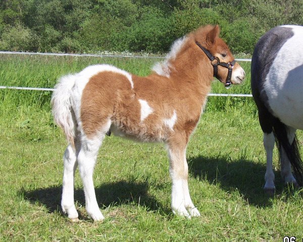 horse Alwin von der Malchower Aue (Shetland Pony, 2018, from Alquin van't Heut)