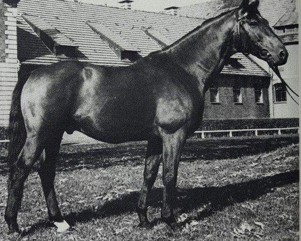 stallion Labrador (Hanoverian, 1972, from Der Löwe xx)