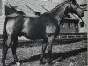 stallion Labrador (Hanoverian, 1972, from Der Löwe xx)
