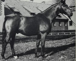 Deckhengst Labrador (Hannoveraner, 1972, von Der Löwe xx)