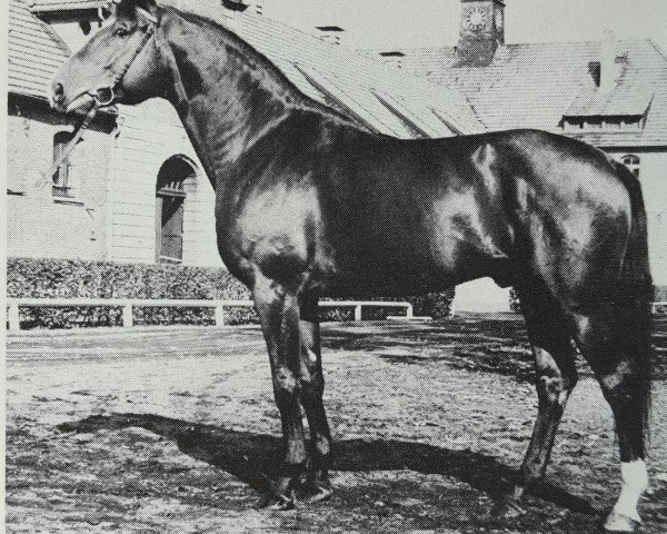 stallion Akzent I (Hanoverian, 1973, from Absatz)