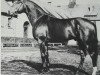 stallion Akzent I (Hanoverian, 1973, from Absatz)