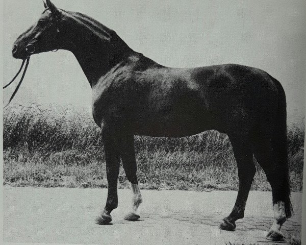 stallion Arsenik (Hanoverian, 1967, from Absatz)