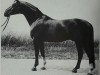 stallion Arsenik (Hanoverian, 1967, from Absatz)