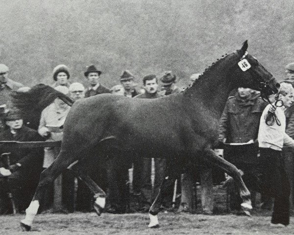 stallion Gropius I (Hanoverian, 1977, from Grande)