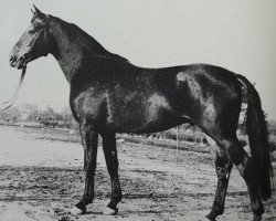 stallion Gaston (Hanoverian, 1975, from Graditz)