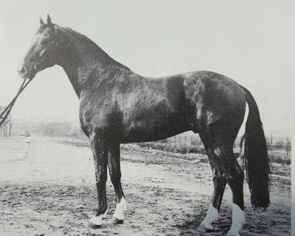 stallion Grenadier (Hanoverian, 1974, from Grunewald)