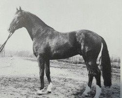 stallion Grenadier (Hanoverian, 1974, from Grunewald)