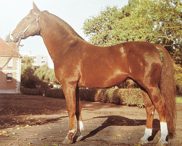 stallion Grande (Hanoverian, 1958, from Graf)