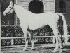 stallion Greenhorn (Hanoverian, 1973, from Gotthard)