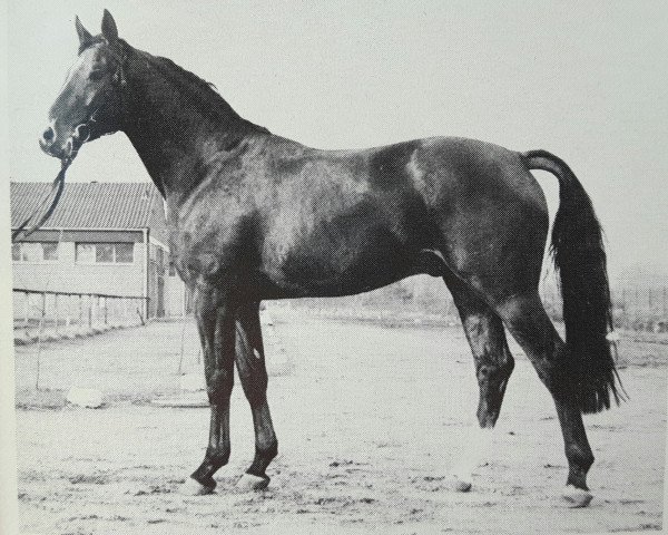 horse Gardeulan I (Hanoverian, 1975, from Gotthard)
