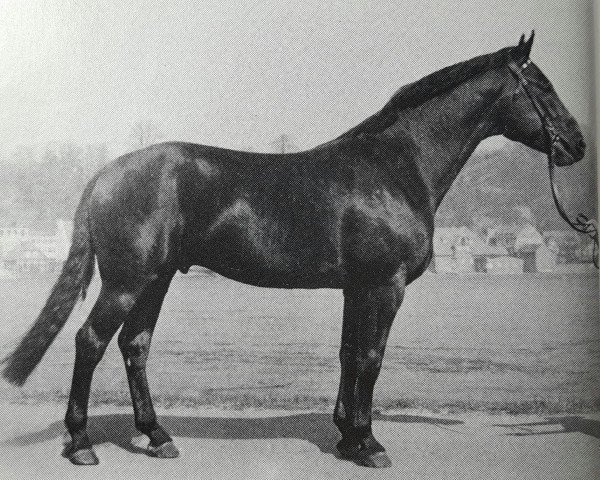 stallion Gardeoffizier (Hanoverian, 1975, from Gotthard)
