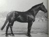 stallion Gardeoffizier (Hanoverian, 1975, from Gotthard)