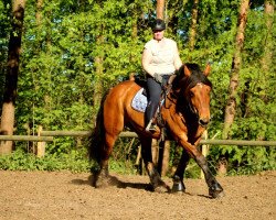 broodmare Ariane (Rhenish-German Cold-Blood, 2005, from Arminius II)