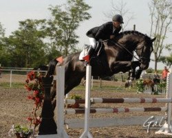 stallion Hunor de Bognar (unknown, 2008, from Balou du Rouet)