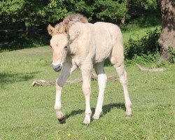 horse Soulfly (Fjord Horse, 2018, from Irving)