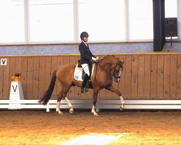 dressage horse Domkaiser K (German Riding Pony, 2014, from FS Daddy Cool)