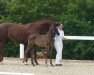 dressage horse Favourit Dream (German Sport Horse, 2018, from Fürsten-Look)