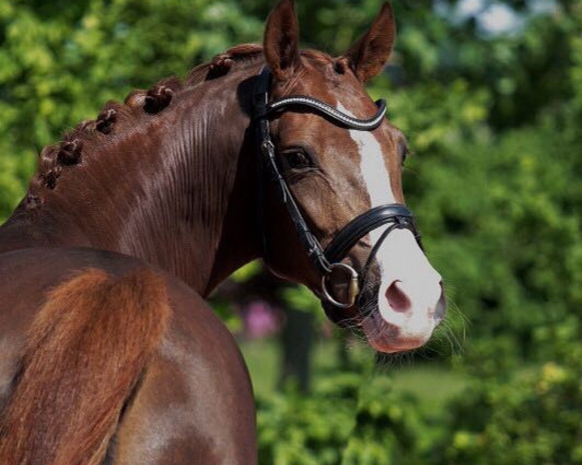 broodmare Never Black RB (German Riding Pony, 2013, from Fs Numero Uno)