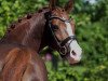 broodmare Never Black RB (German Riding Pony, 2013, from Fs Numero Uno)