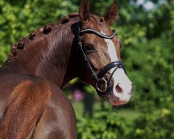 Zuchtstute Never Black RB (Deutsches Reitpony, 2013, von Fs Numero Uno)