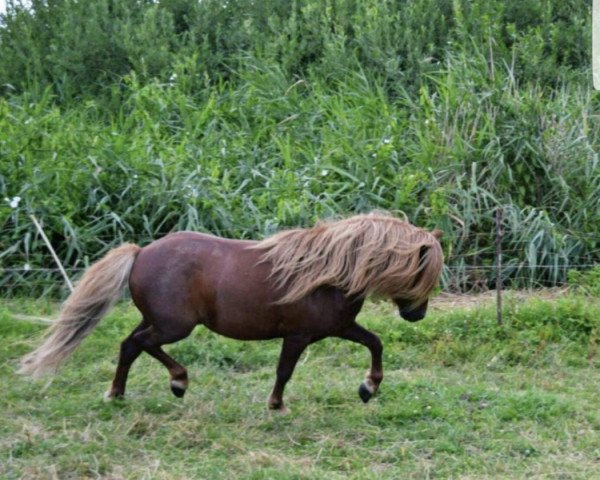 stallion Felix (Shetland Pony,  , from Leiko v.d.Geest)