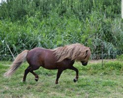 Deckhengst Felix (Shetland Pony,  , von Leiko v.d.Geest)