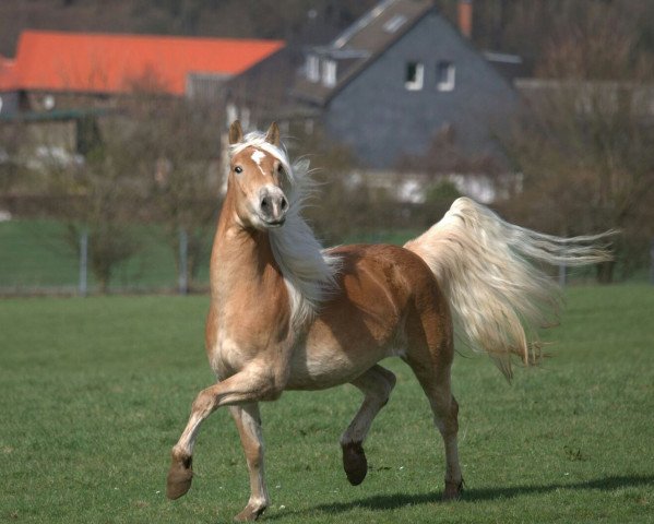 jumper Stella (Haflinger, 2006, from St.Moritz)