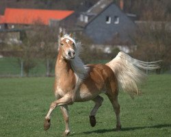 jumper Stella (Haflinger, 2006, from St.Moritz)