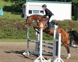 broodmare Conita (Oldenburg show jumper, 2009, from Conington)