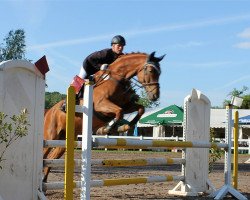 broodmare Samanta Fox (German Sport Horse, 2003, from Samba Hit I)