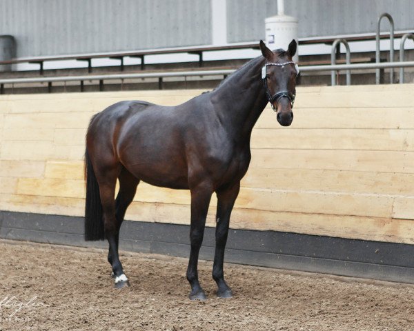 broodmare Grace A (Holsteiner, 2014, from Cormint)