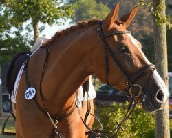 Springpferd Balouis (Oldenburger, 2010, von Balou du Rouet)