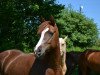 broodmare Holsteins Solveigh (German Riding Pony, 2011, from Holsteins Gentleman)