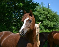 broodmare Holsteins Solveigh (German Riding Pony, 2011, from Holsteins Gentleman)