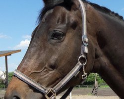 broodmare Palaver (Württemberger, 2000, from Pacajas xx)