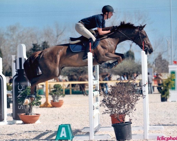 jumper Lilly (KWPN (Royal Dutch Sporthorse), 2006)