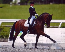 horse Mr.G (Swedish Warmblood, 1993, from Gauguin de Lully)