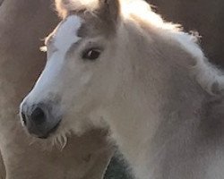 Pferd Hengst von Samarkand / Augartner (Haflinger, 2017, von Samarkand 17)