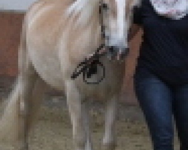 broodmare Adele (Haflinger, 2013, from Augartner)