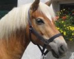 broodmare Nanni (Haflinger, 2002, from Nastral)