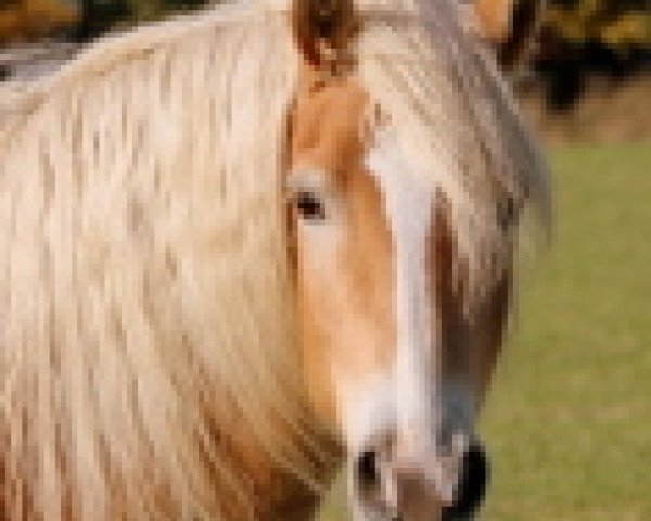 broodmare Anni (Haflinger, 2011, from Augartner)