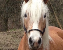 Zuchtstute Abba (Haflinger, 2006, von Augartner)