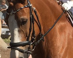 dressage horse Tyssul Oshan (Welsh-Cob (Sek. C), 2007, from Tireve Daniel)