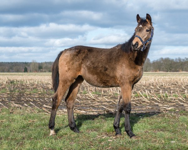 dressage horse Quahneah Maravilla MG (Rhinelander, 2017, from Qaside Md)