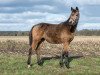 dressage horse Quahneah Maravilla MG (Rhinelander, 2017, from Qaside Md)